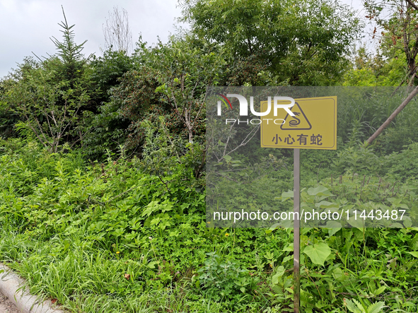 A sign reading ''Beware of snakes'' is being seen on a roadside in Yanbian, China, on July 14, 2024. 