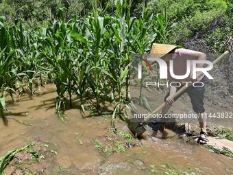 A farmer is clearing floodwater at a farm in Boziyu village, Miaozi Town, Qingzhou city, East China's Shandong province, on July 30, 2024. (