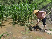 A farmer is clearing floodwater at a farm in Boziyu village, Miaozi Town, Qingzhou city, East China's Shandong province, on July 30, 2024. (