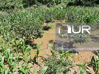 A field is filling with flood water in Boziyu village, Miaozi Town, Qingzhou, China, on July 30, 2024. (