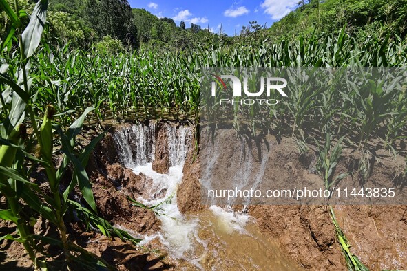 Flood water is flowing from farmland in Boziyu village, Miaozi Town, Qingzhou city, East China's Shandong province, on July 30, 2024. 