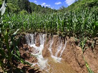 Flood water is flowing from farmland in Boziyu village, Miaozi Town, Qingzhou city, East China's Shandong province, on July 30, 2024. (