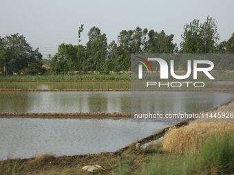 Freshly planted rice saplings are growing near a wheat field in Jaspur, Uttarakhand, India, on April 19, 2024. (