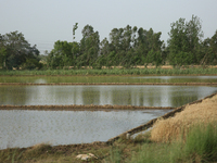 Freshly planted rice saplings are growing near a wheat field in Jaspur, Uttarakhand, India, on April 19, 2024. (