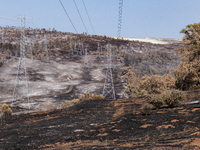 The aftermath from the Thompson Fire is being seen along Oregon Gulch Road, in Oroville, Calif., on July 28, 2024. Burning 3,789 acres in ea...