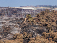 The aftermath from the Thompson Fire is being seen along Oregon Gulch Road, in Oroville, Calif., on July 28, 2024. Burning 3,789 acres in ea...