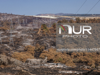 The aftermath from the Thompson Fire is being seen along Oregon Gulch Road, in Oroville, Calif., on July 28, 2024. Burning 3,789 acres in ea...