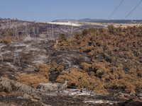 The aftermath from the Thompson Fire is being seen along Oregon Gulch Road, in Oroville, Calif., on July 28, 2024. Burning 3,789 acres in ea...