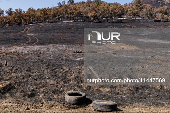 The aftermath from the Thompson Fire is being seen along Oregon Gulch Road, in Oroville, Calif., on July 28, 2024. Burning 3,789 acres in ea...