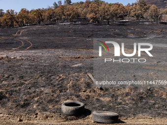 The aftermath from the Thompson Fire is being seen along Oregon Gulch Road, in Oroville, Calif., on July 28, 2024. Burning 3,789 acres in ea...