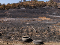 The aftermath from the Thompson Fire is being seen along Oregon Gulch Road, in Oroville, Calif., on July 28, 2024. Burning 3,789 acres in ea...