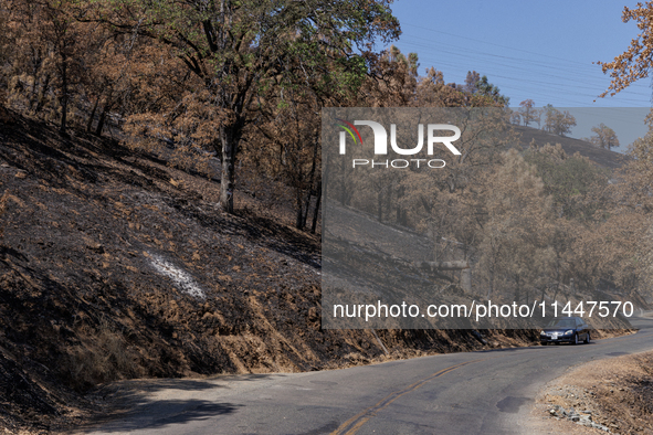 The aftermath from the Thompson Fire is being seen along Oregon Gulch Road, in Oroville, Calif., on July 28, 2024. Burning 3,789 acres in ea...