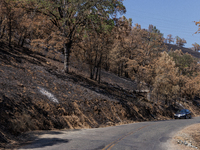 The aftermath from the Thompson Fire is being seen along Oregon Gulch Road, in Oroville, Calif., on July 28, 2024. Burning 3,789 acres in ea...