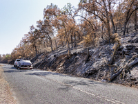 The aftermath from the Thompson Fire is being seen along Oregon Gulch Road, in Oroville, Calif., on July 28, 2024. Burning 3,789 acres in ea...