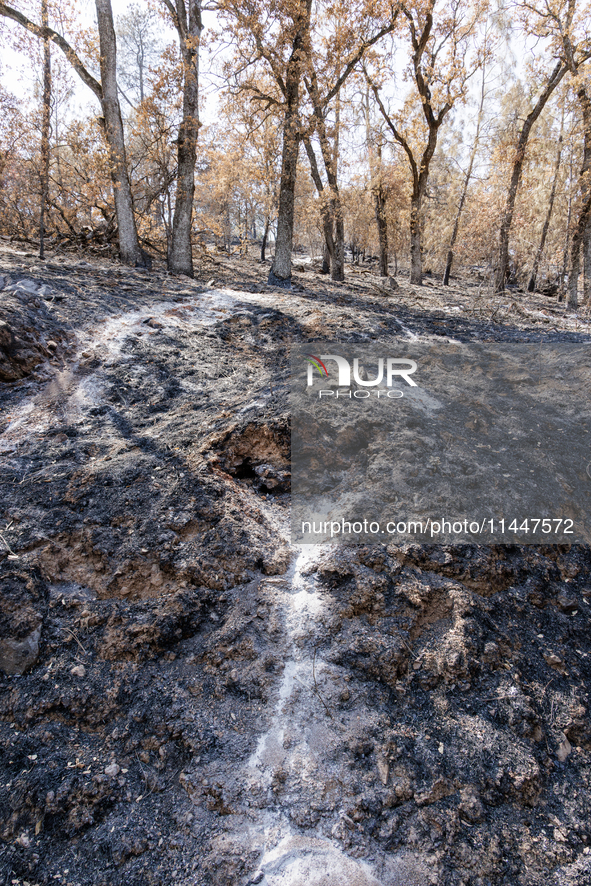 The aftermath from the Thompson Fire is being seen along Oregon Gulch Road, in Oroville, Calif., on July 28, 2024. Burning 3,789 acres in ea...