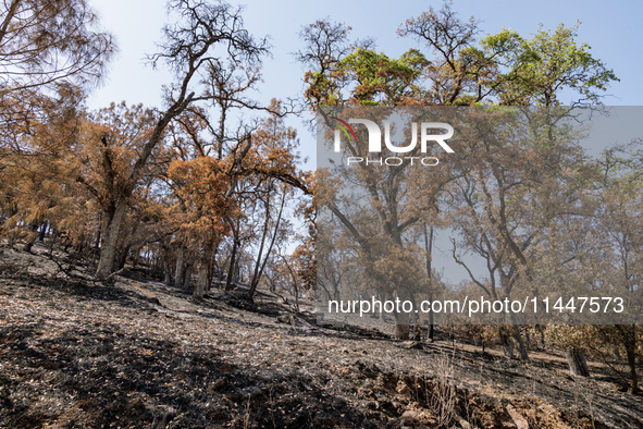 The aftermath from the Thompson Fire is being seen along Oregon Gulch Road, in Oroville, Calif., on July 28, 2024. Burning 3,789 acres in ea...