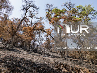 The aftermath from the Thompson Fire is being seen along Oregon Gulch Road, in Oroville, Calif., on July 28, 2024. Burning 3,789 acres in ea...