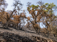 The aftermath from the Thompson Fire is being seen along Oregon Gulch Road, in Oroville, Calif., on July 28, 2024. Burning 3,789 acres in ea...