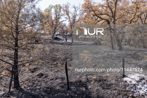 The aftermath from the Thompson Fire is being seen along Oregon Gulch Road, in Oroville, Calif., on July 28, 2024. Burning 3,789 acres in ea...