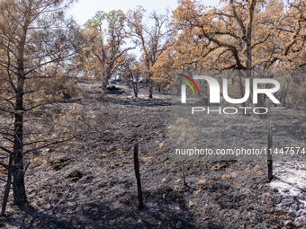 The aftermath from the Thompson Fire is being seen along Oregon Gulch Road, in Oroville, Calif., on July 28, 2024. Burning 3,789 acres in ea...