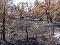 The aftermath from the Thompson Fire is being seen along Oregon Gulch Road, in Oroville, Calif., on July 28, 2024. Burning 3,789 acres in ea...