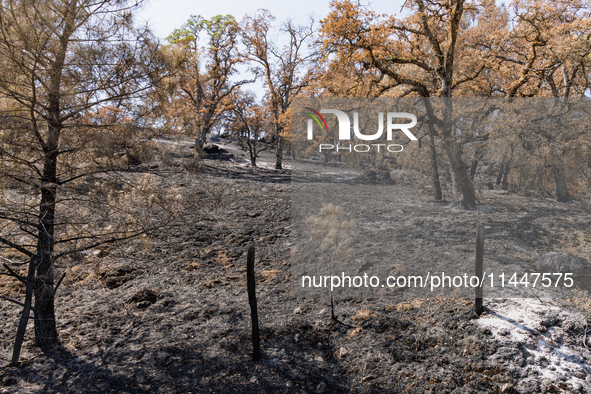 The aftermath from the Thompson Fire is being seen along Oregon Gulch Road, in Oroville, Calif., on July 28, 2024. Burning 3,789 acres in ea...