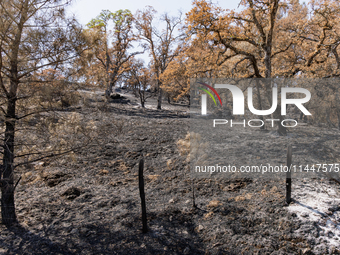 The aftermath from the Thompson Fire is being seen along Oregon Gulch Road, in Oroville, Calif., on July 28, 2024. Burning 3,789 acres in ea...