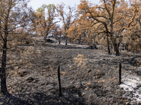 The aftermath from the Thompson Fire is being seen along Oregon Gulch Road, in Oroville, Calif., on July 28, 2024. Burning 3,789 acres in ea...