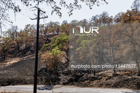 The aftermath from the Thompson Fire is being seen along Oregon Gulch Road, in Oroville, Calif., on July 28, 2024. Burning 3,789 acres in ea...