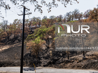 The aftermath from the Thompson Fire is being seen along Oregon Gulch Road, in Oroville, Calif., on July 28, 2024. Burning 3,789 acres in ea...