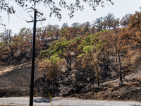 The aftermath from the Thompson Fire is being seen along Oregon Gulch Road, in Oroville, Calif., on July 28, 2024. Burning 3,789 acres in ea...