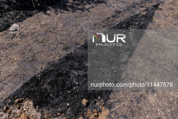 The aftermath from the Thompson Fire is being seen along Oregon Gulch Road, in Oroville, Calif., on July 28, 2024. Burning 3,789 acres in ea...