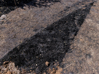 The aftermath from the Thompson Fire is being seen along Oregon Gulch Road, in Oroville, Calif., on July 28, 2024. Burning 3,789 acres in ea...