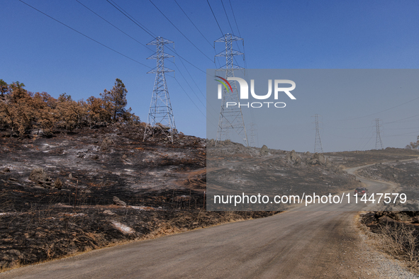 The aftermath from the Thompson Fire is being seen along Oregon Gulch Road, in Oroville, Calif., on July 28, 2024. Burning 3,789 acres in ea...