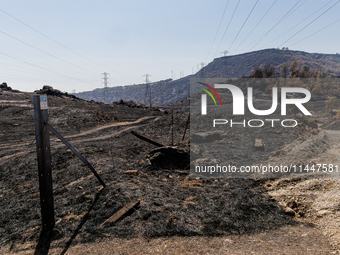 The aftermath from the Thompson Fire is being seen along Oregon Gulch Road, in Oroville, Calif., on July 28, 2024. Burning 3,789 acres in ea...