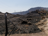 The aftermath from the Thompson Fire is being seen along Oregon Gulch Road, in Oroville, Calif., on July 28, 2024. Burning 3,789 acres in ea...