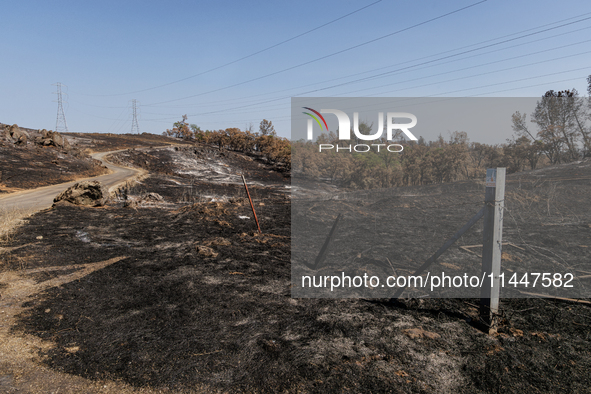 The aftermath from the Thompson Fire is being seen along Oregon Gulch Road, in Oroville, Calif., on July 28, 2024. Burning 3,789 acres in ea...