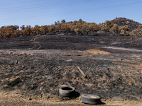 The aftermath from the Thompson Fire is being seen along Oregon Gulch Road, in Oroville, Calif., on July 28, 2024. Burning 3,789 acres in ea...