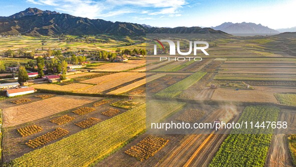 Wheat fields are glowing at sunset under the Qilian Mountains in Zhangye, China, on July 31, 2024. 