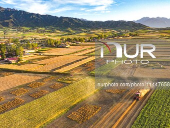 Wheat fields are glowing at sunset under the Qilian Mountains in Zhangye, China, on July 31, 2024. (