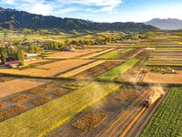 Wheat fields are glowing at sunset under the Qilian Mountains in Zhangye, China, on July 31, 2024. (