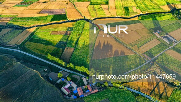 Wheat fields are glowing at sunset under the Qilian Mountains in Zhangye, China, on July 31, 2024. 