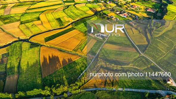 Wheat fields are glowing at sunset under the Qilian Mountains in Zhangye, China, on July 31, 2024. 