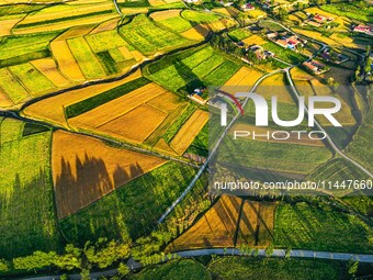 Wheat fields are glowing at sunset under the Qilian Mountains in Zhangye, China, on July 31, 2024. (