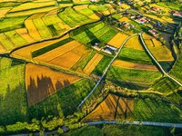 Wheat fields are glowing at sunset under the Qilian Mountains in Zhangye, China, on July 31, 2024. (