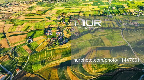 Wheat fields are glowing at sunset under the Qilian Mountains in Zhangye, China, on July 31, 2024. 