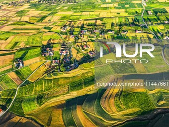 Wheat fields are glowing at sunset under the Qilian Mountains in Zhangye, China, on July 31, 2024. (