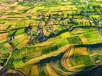 Wheat fields are glowing at sunset under the Qilian Mountains in Zhangye, China, on July 31, 2024. (