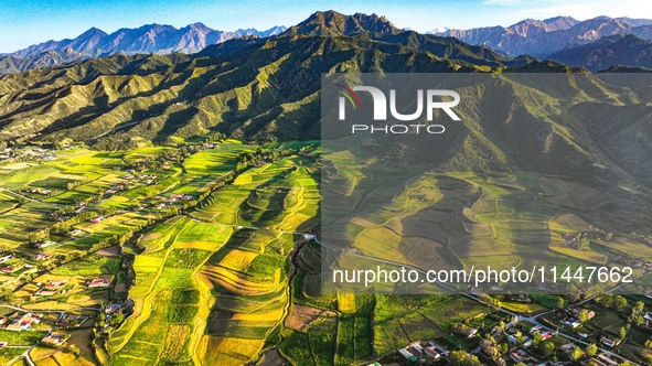 Wheat fields are glowing at sunset under the Qilian Mountains in Zhangye, China, on July 31, 2024. 