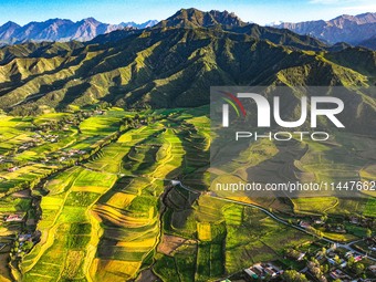 Wheat fields are glowing at sunset under the Qilian Mountains in Zhangye, China, on July 31, 2024. (